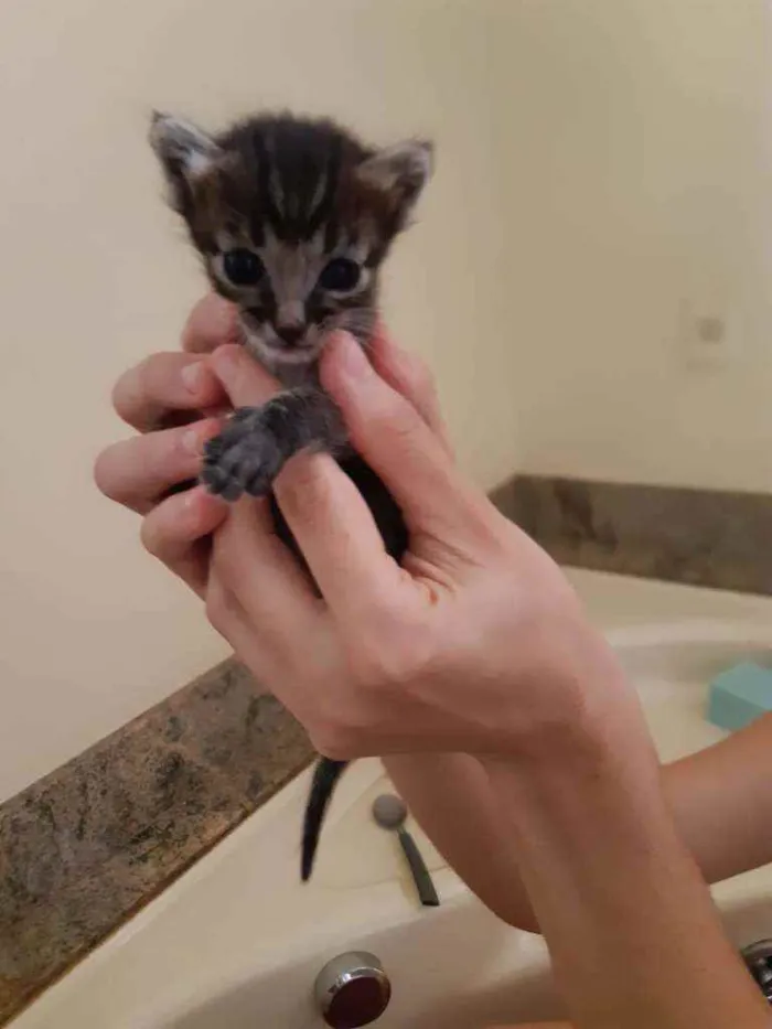 Gato ra a SRD idade Abaixo de 2 meses nome Dois gatinhos