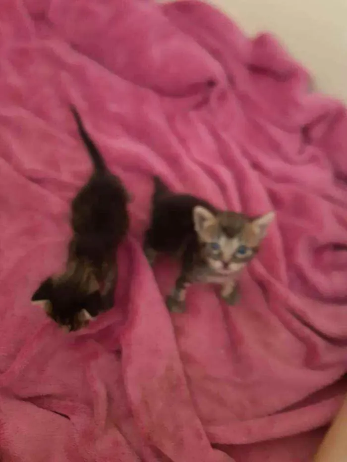 Gato ra a SRD idade Abaixo de 2 meses nome Dois gatinhos