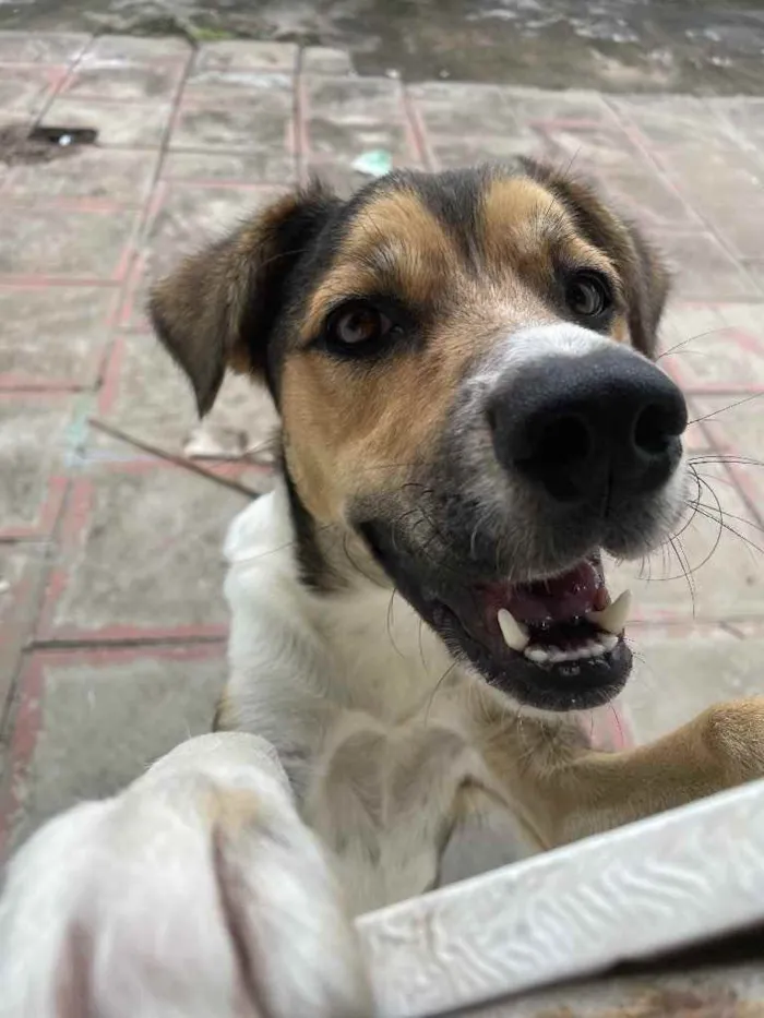 Cachorro ra a Vira lata idade 1 ano nome Aslan