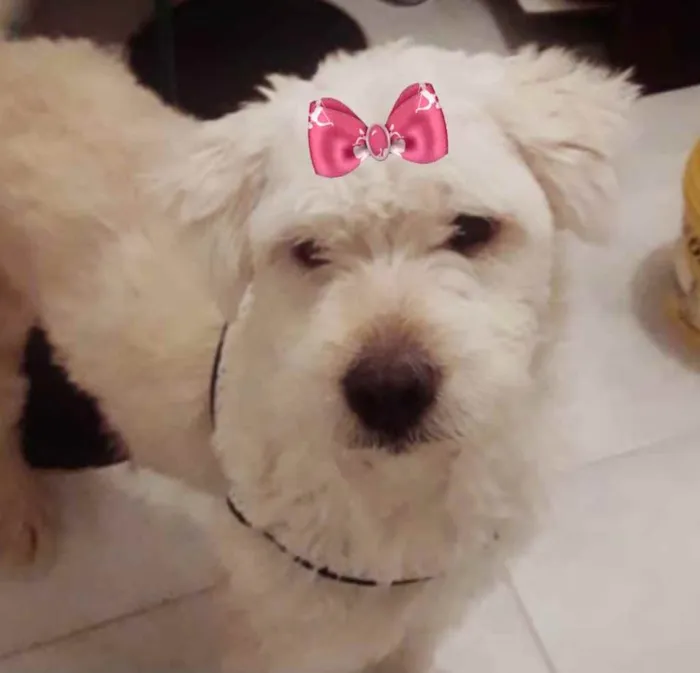 Cachorro ra a Mestiça  idade 2 a 6 meses nome Vitória 