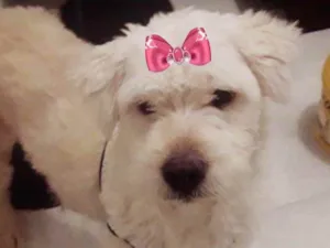 Cachorro raça Mestiça  idade 2 a 6 meses nome Vitória 