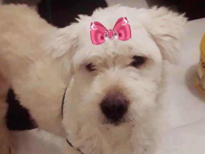 Cachorro ra a Mestiça  idade 2 a 6 meses nome Vitória 