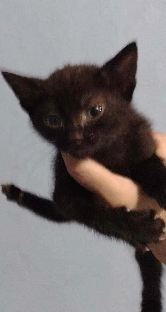 Gato ra a Indefinida idade Abaixo de 2 meses nome Snol e Ted
