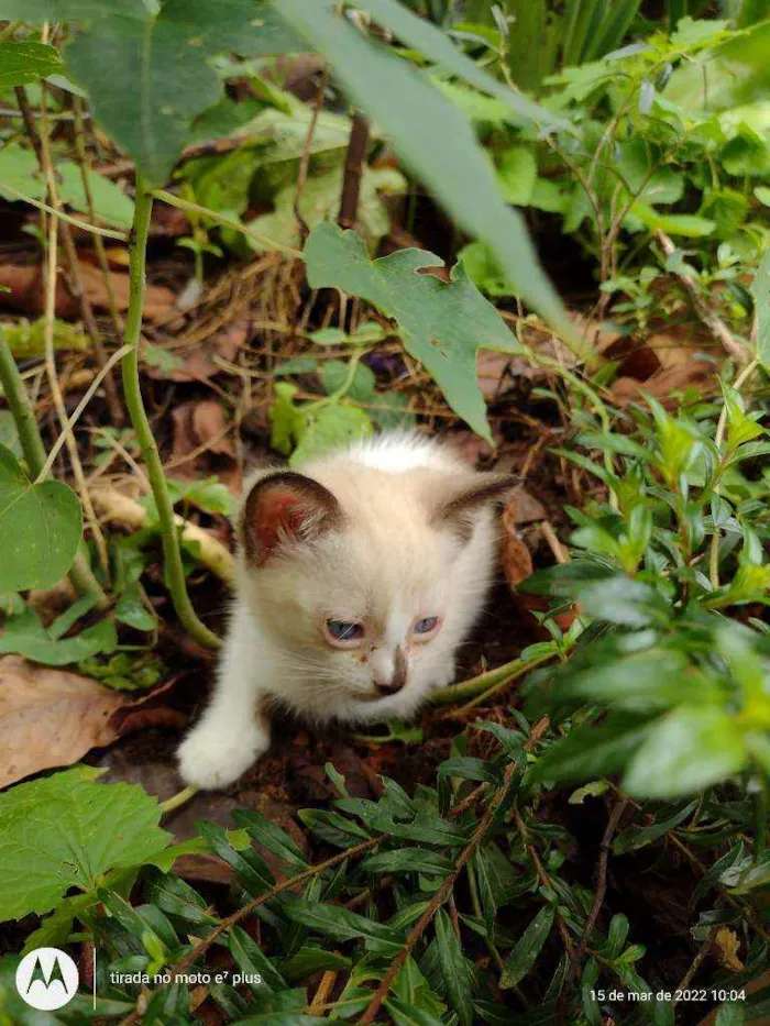 Gato ra a Indefinida idade Abaixo de 2 meses nome Snol e Ted