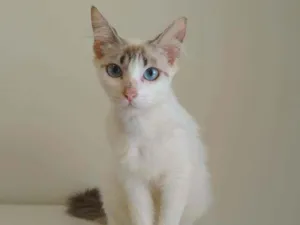 Gato raça srd idade 1 ano nome Annelise