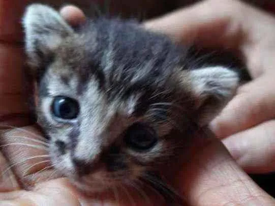 Gato ra a SRD idade Abaixo de 2 meses nome Dois gatinhos