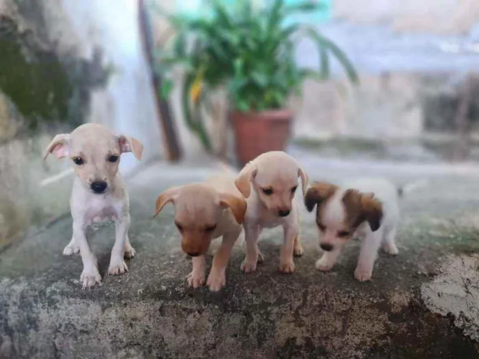 Cachorro raça Srd idade 2 a 6 meses nome Fêmea é a maior 