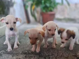 Cachorro raça Srd idade 2 a 6 meses nome Fêmea é a maior 