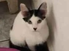 Gato raça Srd idade 2 a 6 meses nome Valentina 