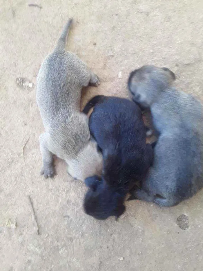 Cachorro ra a SRD idade Abaixo de 2 meses nome Tigre, Dudu e Baby