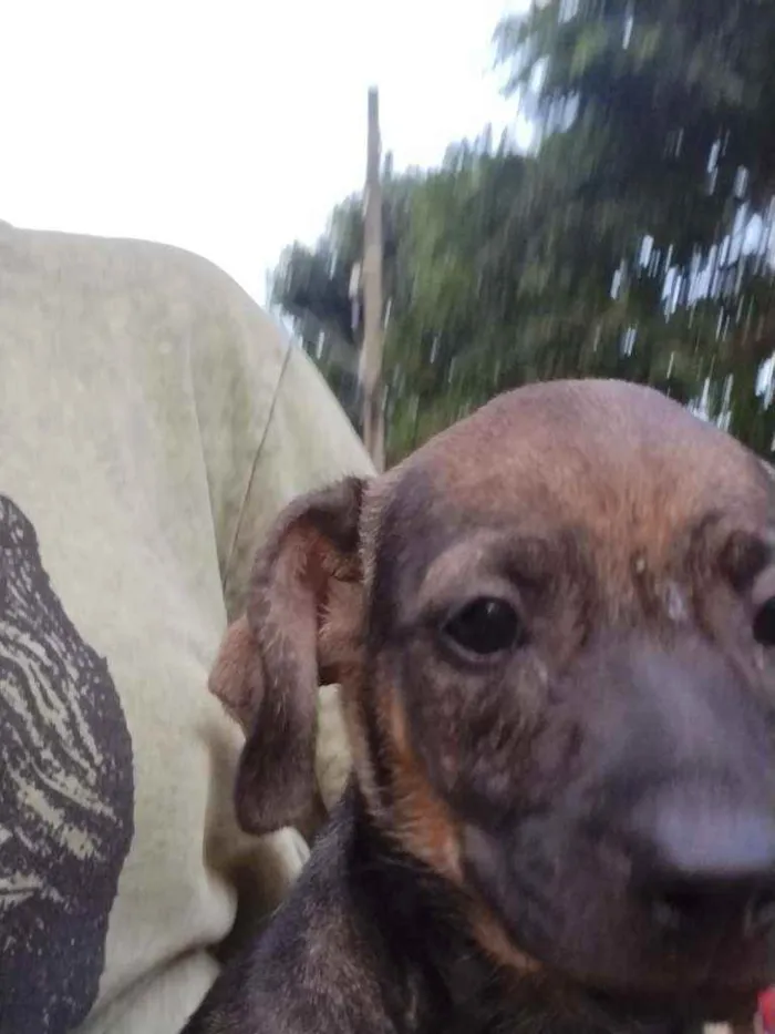 Cachorro raça Indefinida idade Abaixo de 2 meses nome Ainda não tem