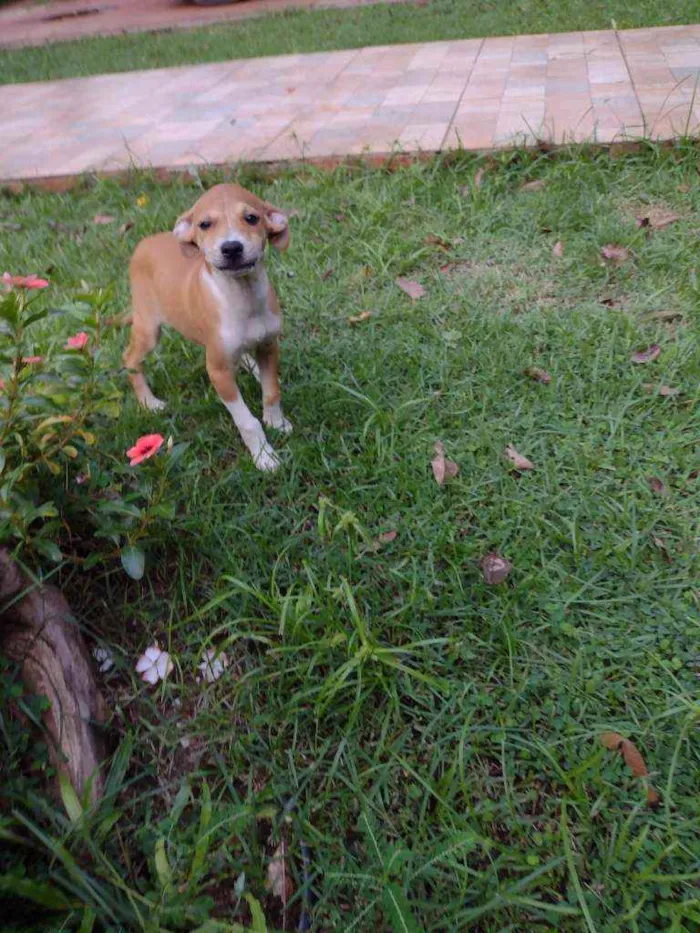 Cachorro raça Indefinida idade Abaixo de 2 meses nome Ainda não tem