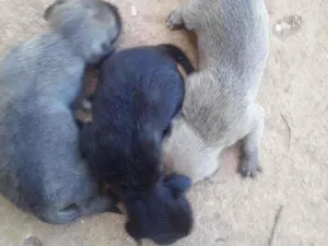 Cachorro raça SRD idade Abaixo de 2 meses nome Tigre, Dudu e Baby