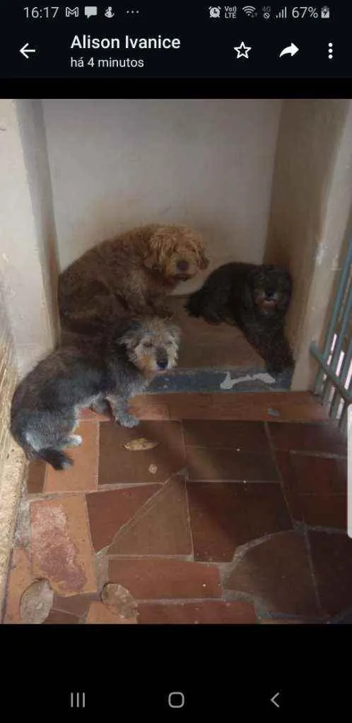 Cachorro ra a 1 Poodle e 2 mistos idade 5 anos nome Sansão, Mocinha, Rex