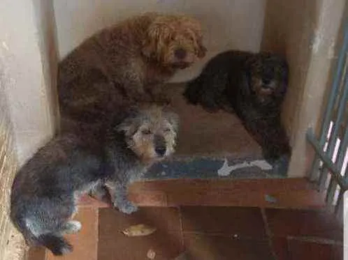 Cachorro ra a 1 Poodle e 2 mistos idade 5 anos nome Sansão, Mocinha, Rex