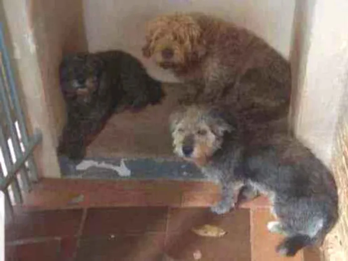 Cachorro ra a 1 Poodle e 2 mistos idade 5 anos nome Sansão, Mocinha, Rex