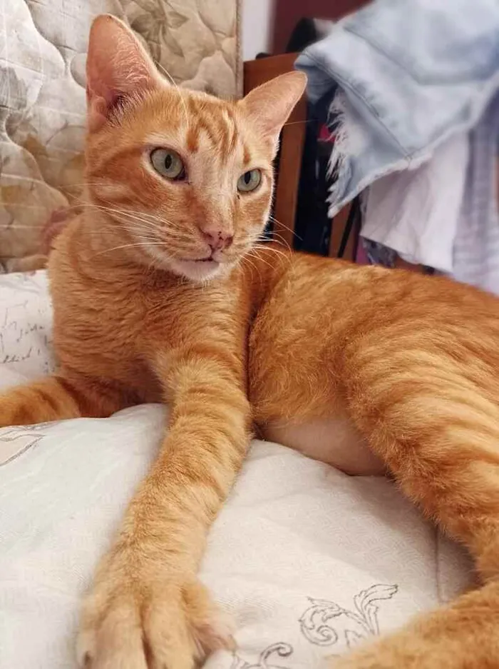 Gato raça s idade 4 anos nome Matheus