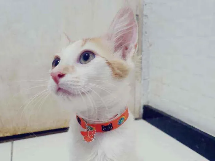Gato ra a SRD idade 2 a 6 meses nome ..