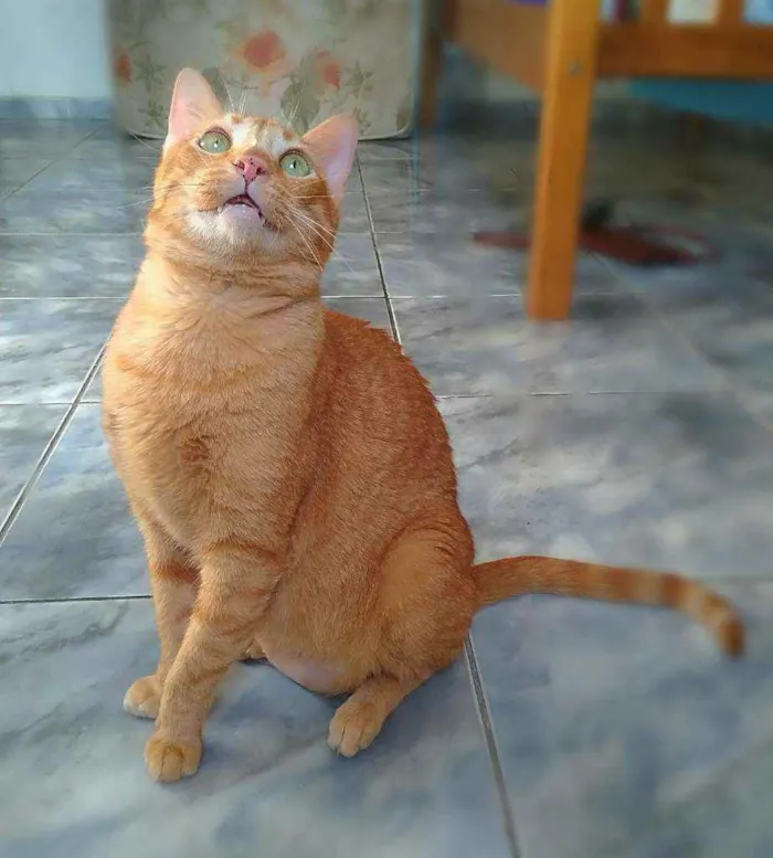 Gato raça s idade 4 anos nome Matheus