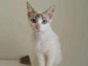 Gato raça srd idade 1 ano nome Annalise