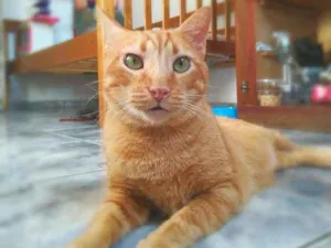 Gato raça srd idade 4 anos nome Matheus