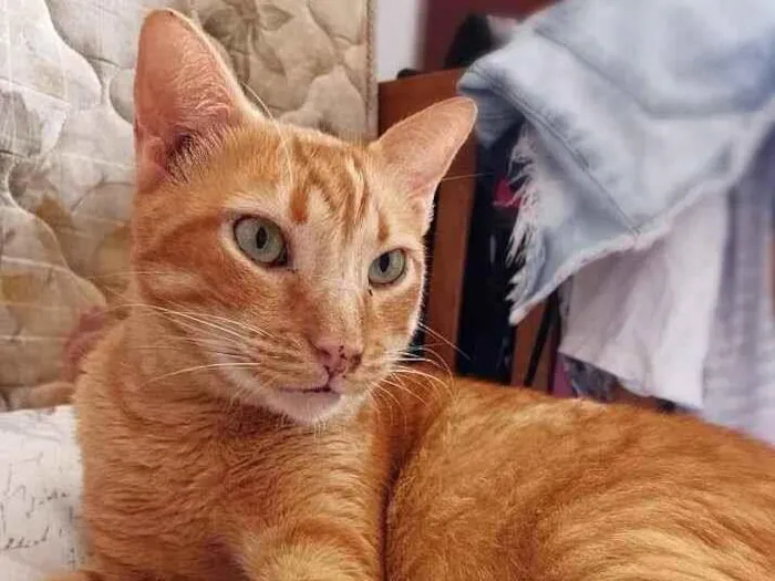 Gato raça s idade 4 anos nome Matheus