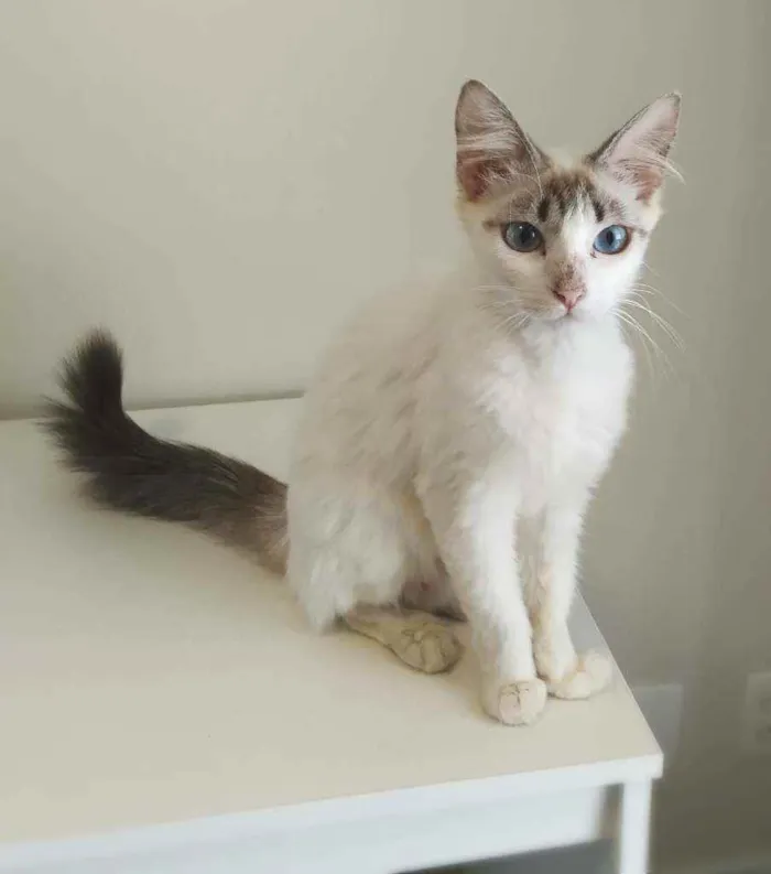 Gato raça srd idade 1 ano nome Annalise