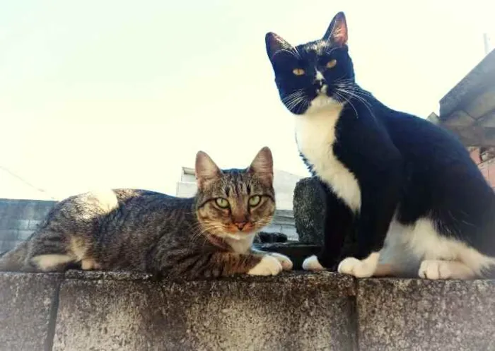 Gato raça srd idade 2 anos nome mike