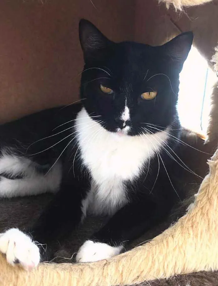 Gato raça srd idade 2 anos nome mike