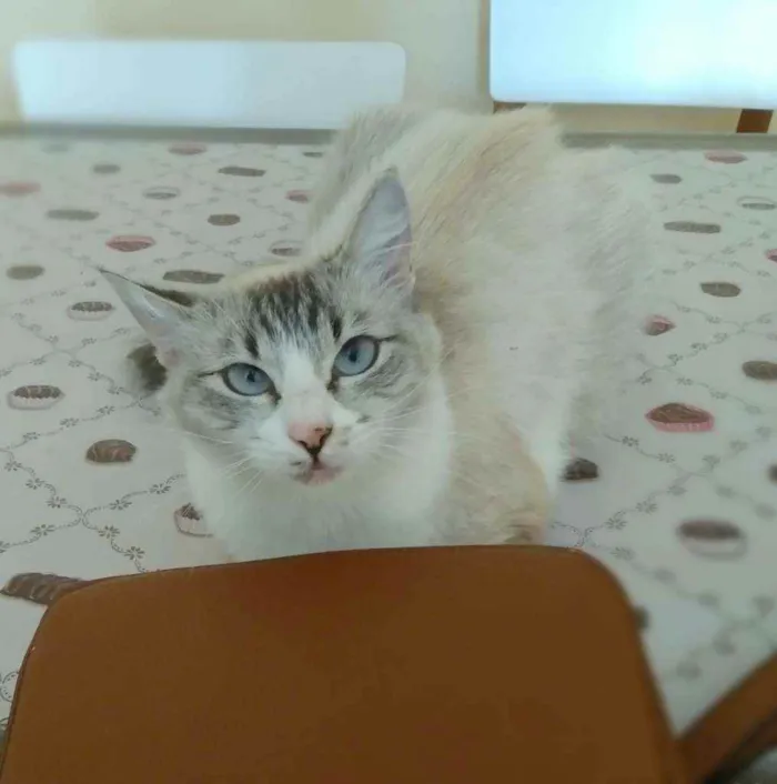 Gato raça srd idade 1 ano nome Angelita