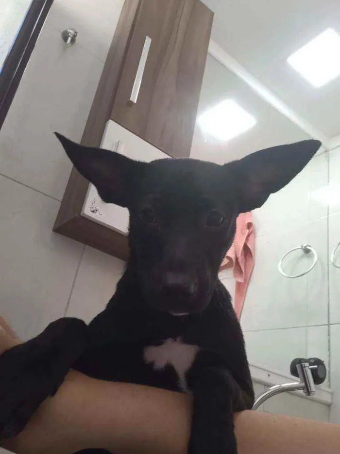 Cachorro ra a Indefinida  idade 2 a 6 meses nome Gisele