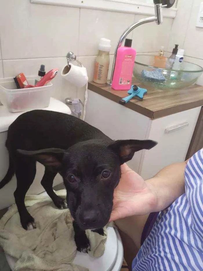 Cachorro ra a Indefinida  idade 2 a 6 meses nome Gisele