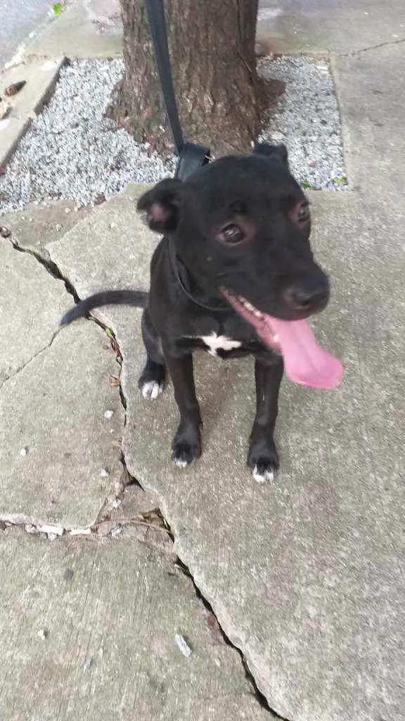Cachorro ra a Indefinida  idade 2 a 6 meses nome Gisele