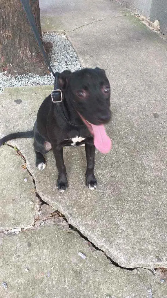 Cachorro ra a Indefinida  idade 2 a 6 meses nome Gisele