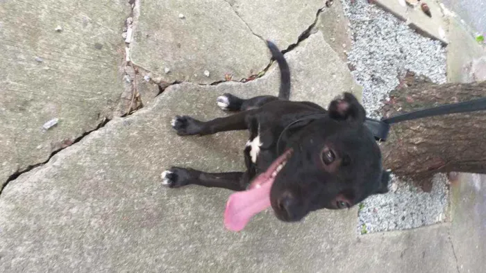 Cachorro ra a Indefinida  idade 2 a 6 meses nome Gisele