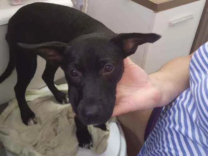 Cachorro ra a Indefinida  idade 2 a 6 meses nome Gisele