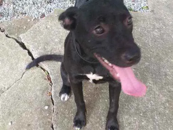 Cachorro ra a Indefinida  idade 2 a 6 meses nome Gisele