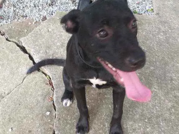 Cachorro ra a Indefinida  idade 2 a 6 meses nome Gisele