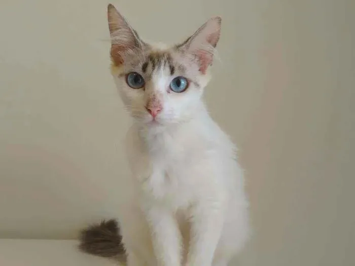 Gato raça srd idade 1 ano nome Annalise