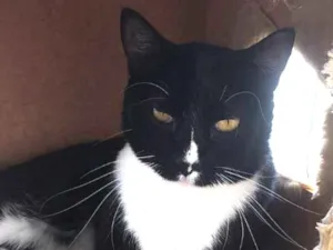 Gato raça srd idade 2 anos nome mike