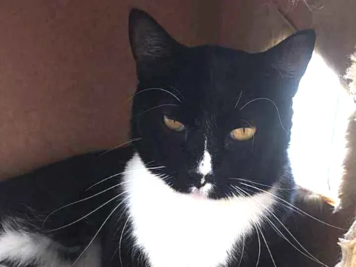 Gato raça srd idade 2 anos nome mike