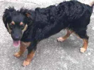 Cachorro raça Vira-lata misturado com raça  idade 7 a 11 meses nome Meggie 