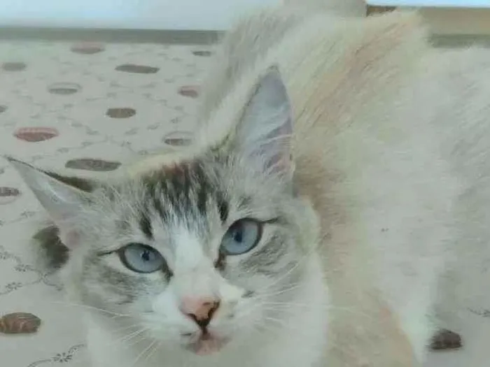Gato raça srd idade 1 ano nome Angelita