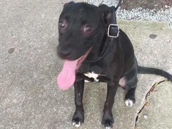 Cachorro ra a Indefinida  idade 2 a 6 meses nome Gisele