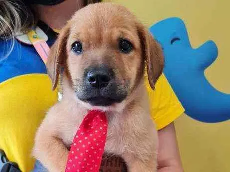 Cachorro raça SRD idade 2 a 6 meses nome SCOOBY