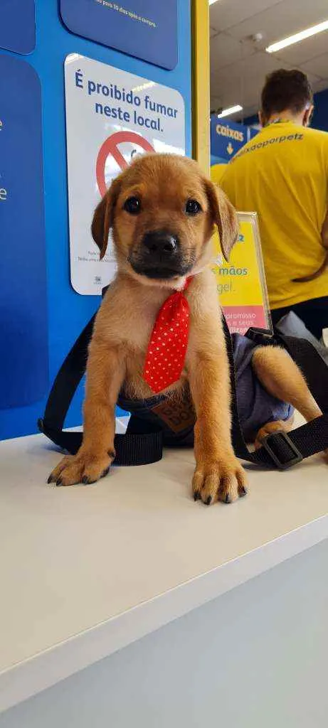Cachorro raça SRD idade 2 a 6 meses nome SCOOBY