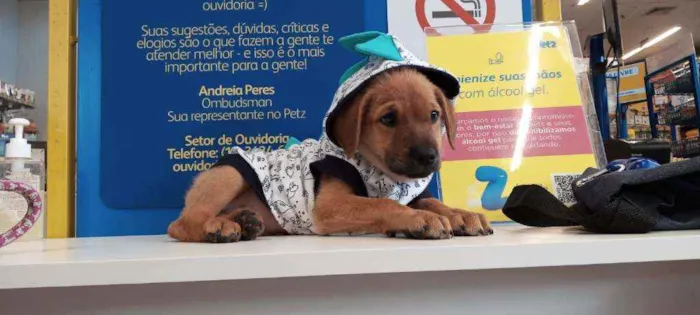 Cachorro raça SRD idade 2 a 6 meses nome SCOOBY