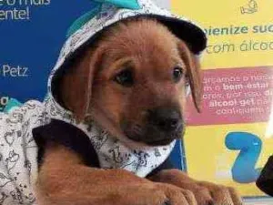 Cachorro raça SRD idade 2 a 6 meses nome SCOOBY
