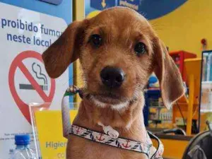 Cachorro raça SRD idade 2 a 6 meses nome SIMBA