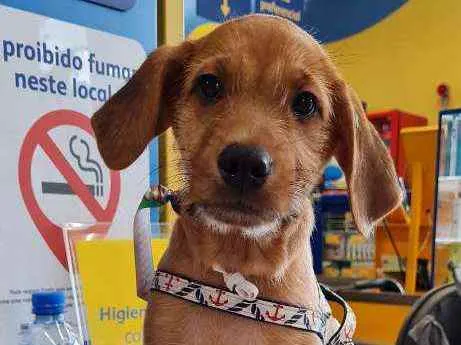 Cachorro raça SRD idade 2 a 6 meses nome SIMBA